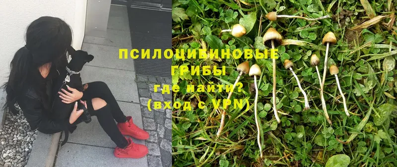 это телеграм  хочу   Соликамск  Псилоцибиновые грибы Magic Shrooms 